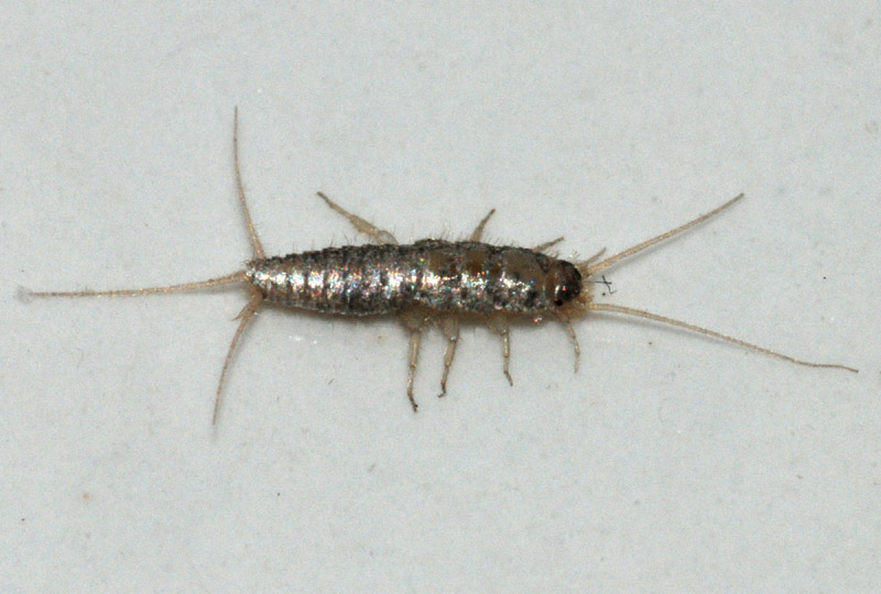 Lepismatidae